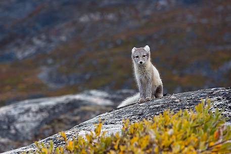 An arctic fox  (Alopex_lagopus)  in Ataa a small village of fishermen and seal hunters which was abandoned in the 50s