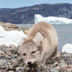 An arctic fox  (Alopex_lagopus)  in Ataa a small village of fishermen and seal hunters which was abandoned in the 50s