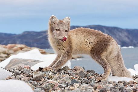 An arctic fox (Alopex_lagopus) in Ataa a small village of fishermen and seal hunters which was abandoned in the 50s An arctic fox (Alopex_lagopus) in Ataa a small village of fishermen and seal hunters which was abandoned in the 50s
