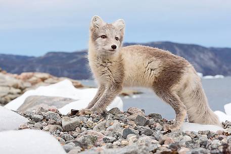 An arctic fox  (Alopex_lagopus)  in Ataa a small village of fishermen and seal hunters which was abandoned in the 50s