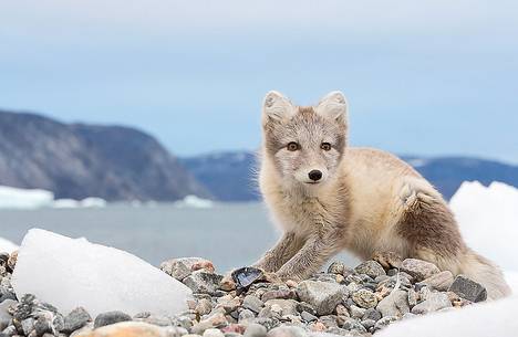 An arctic fox (Alopex_lagopus) in Ataa a small village of fishermen and seal hunters which was abandoned in the 50s An arctic fox (Alopex_lagopus) in Ataa a small village of fishermen and seal hunters which was abandoned in the 50s