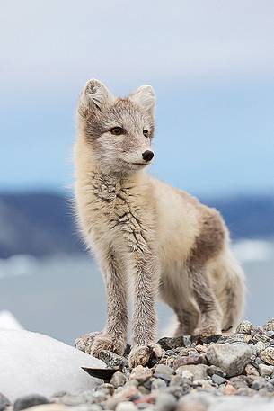 An arctic fox (Alopex_lagopus) in Ataa a small village of fishermen and seal hunters which was abandoned in the 50s An arctic fox (Alopex_lagopus) in Ataa a small village of fishermen and seal hunters which was abandoned in the 50s