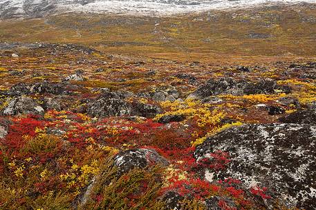 The autumn vegetation of the tundra around Ataa a small village of fishermen and seal hunters which was abandoned in the 50s