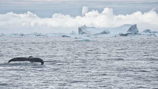 A whale swims between huge icebergs in Disko Bay A whale swims between huge icebergs in Disko Bay