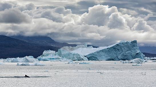 A whale swims between huge icebergs in Disko Bay