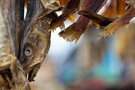 Stockfish in Rodebay a small village of fishermen and seal hunters in Disko Bay