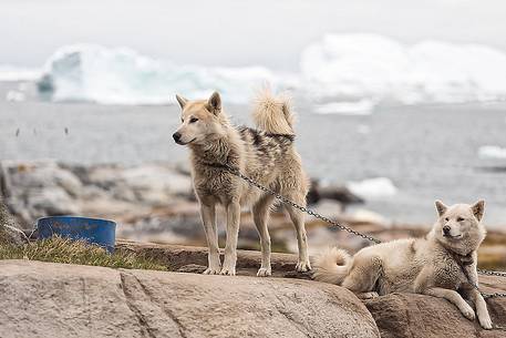 Greenland huskies in Rodebay a small village of fishermen and seal hunters in Disko Bay