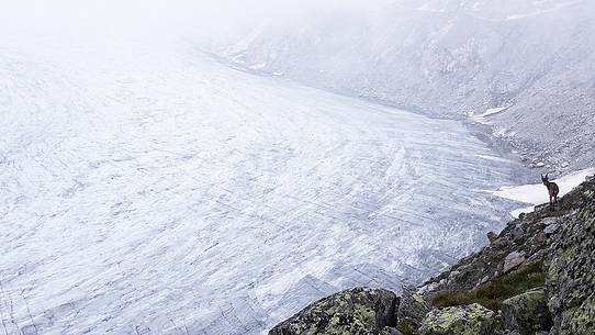 An Alpine ibex pauses on the edge of the Rhone glacier immersed in the fog, Furka pass, Valais, Switzerland, Europe