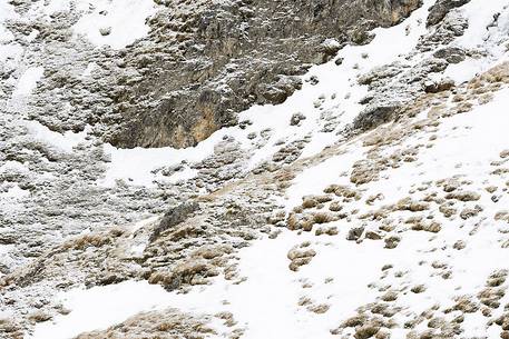 Chamois, mother and cub on snowy alpine meadows