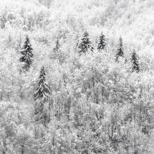 Heavy snowfall on fir-trees.
A magic landscape near Barcis village