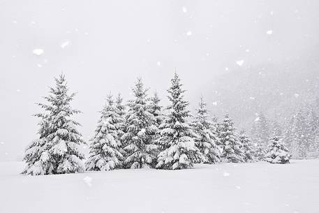 Heavy snowfall on fir trees.
A magic landscape in Sant'Osvaldo Pass