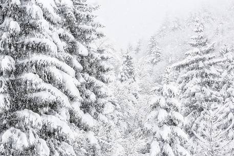 Heavy snowfall on fir trees.
A magic landscape in Sant'Osvaldo Pass Heavy snowfall on fir trees.
A magic landscape in Sant'Osvaldo Pass