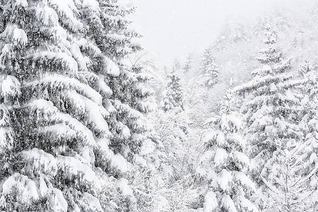 Heavy snowfall on fir trees.
A magic landscape in Sant'Osvaldo Pass