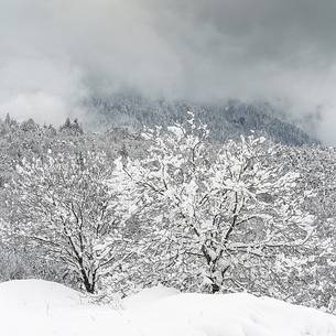 Heavy snowfall on fir-trees.
A magic landscape in Sant'Osvaldo Pass