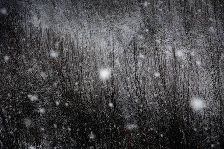 An Intense snowfall slowly cover the vegetation near Cellina river An Intense snowfall slowly cover the vegetation near Cellina river