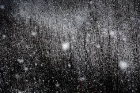 An Intense snowfall slowly cover the vegetation near Cellina river