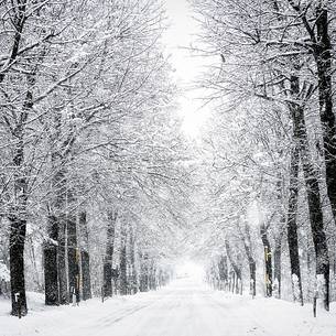 Snow covered trees along the street to alpine town of Claut