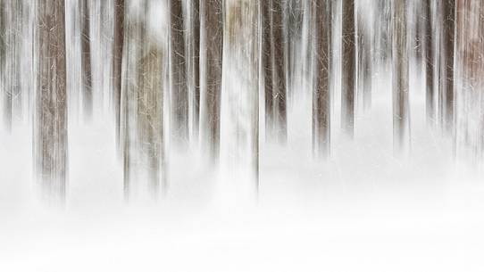 Irreal fir-forest after under heavy snowfall