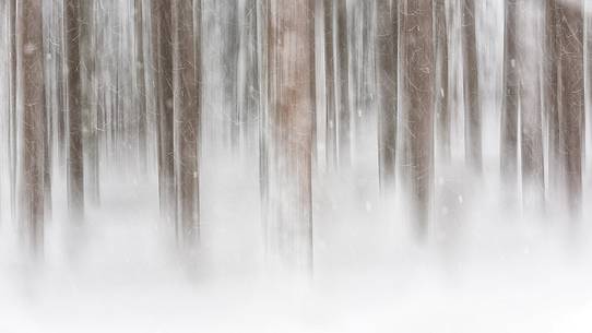 Irreal fir-forest after under heavy snowfall