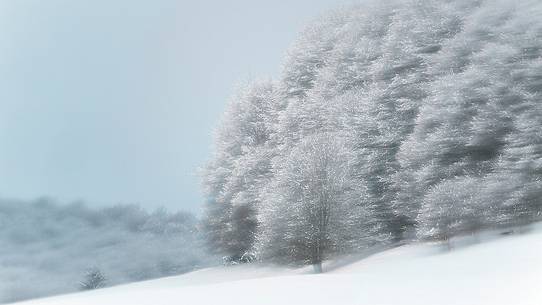 Irreal beech-forest after an heavy snowfall