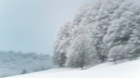 Irreal beech-forest after an heavy snowfall Irreal beech-forest after an heavy snowfall
