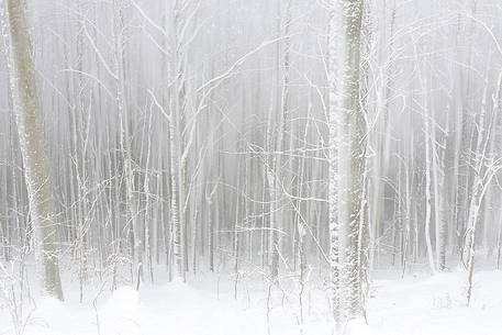 Irreal beech-forest after an heavy snowfall