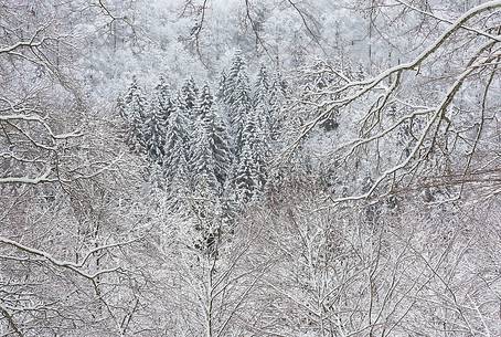 Irreal fir-forest after an heavy snowfall