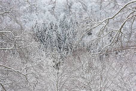 Irreal fir-forest after an heavy snowfall Irreal fir-forest after an heavy snowfall