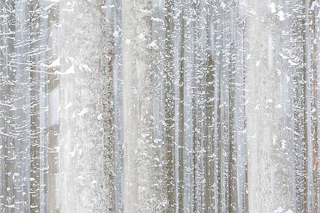 Irreal fir-forest after an heavy snowfall