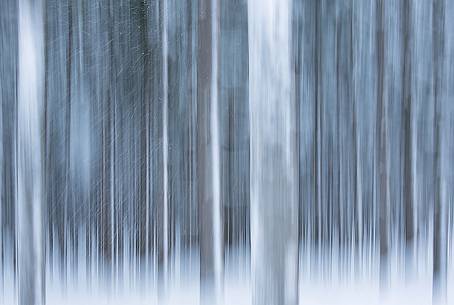 Irreal fir-forest after an heavy snowfall