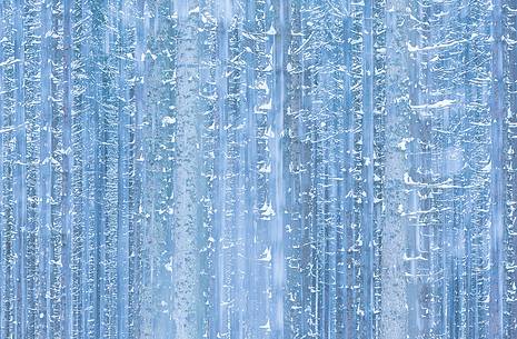 Irreal fir-forest after an heavy snowfall