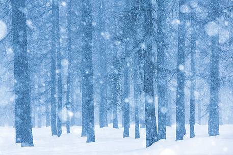 Magic atmosphere on larch trees under an heavy snowfall