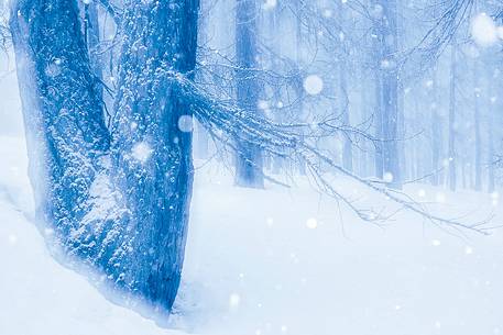 Magic atmosphere on larch trees under an heavy snowfall Magic atmosphere on larch trees under an heavy snowfall