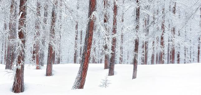 Magic atmosphere on larch trees under an heavy snowfall Magic atmosphere on larch trees under an heavy snowfall