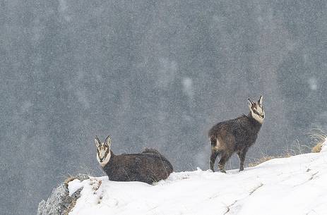 Chamois, mother and cub on snowy alpine meadows