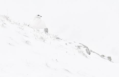 White ptarmigan on snow
