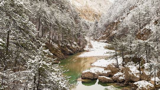 Meduna river and fir Forest after a light snowfall, Tramontina Valley Meduna river and fir Forest after a light snowfall, Tramontina Valley