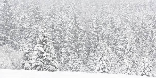 Heavy snowfall on fir-trees.
A magic landscape in Sant'Osvaldo Pass