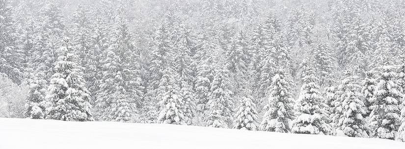 Heavy snowfall on fir-trees.
A magic landscape in Sant'Osvaldo Pass