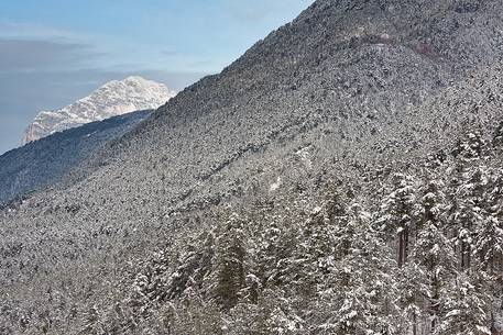 Resiutta forest in the Natural Park of Prealpi Giulie