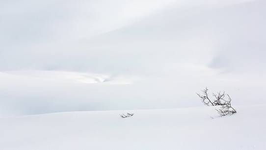 Bush in a snow sea 