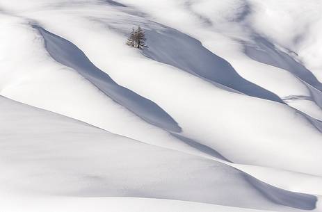 Lonely larch, forms and composition on snow field