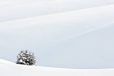 Lonely fir-tree in a snow immensity
