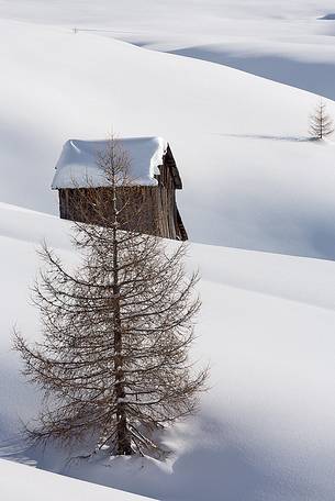 Lonely larch-trees and typical chalet in a snow immensity