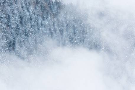 Snowy larch-tree forest in mist