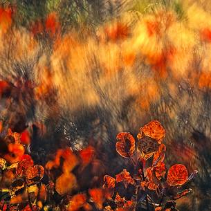 Color autumn explosion in autumn, Carso Goriziano-Triestino