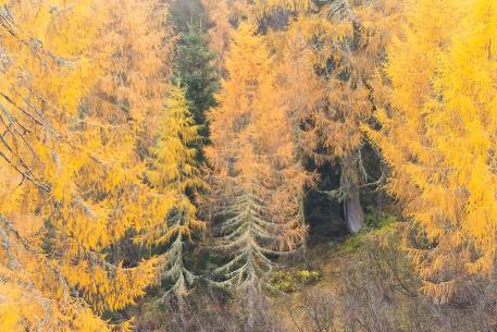 Larch trees in autumn