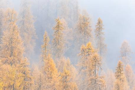 Larch forest in the mist 