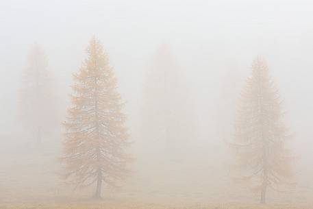 Larch forest in the fog