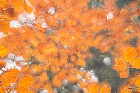Backlit beech leafs in autumn